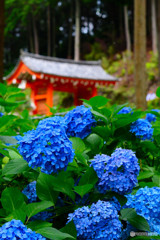 あじさい寺・三室戸寺