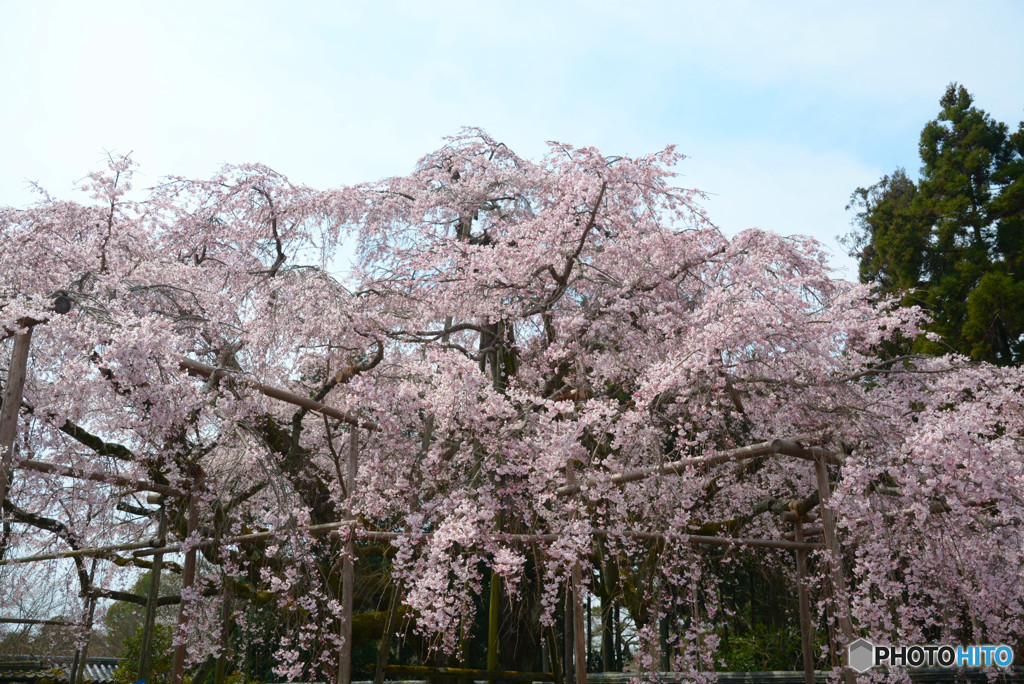 京都の桜は醍醐寺から