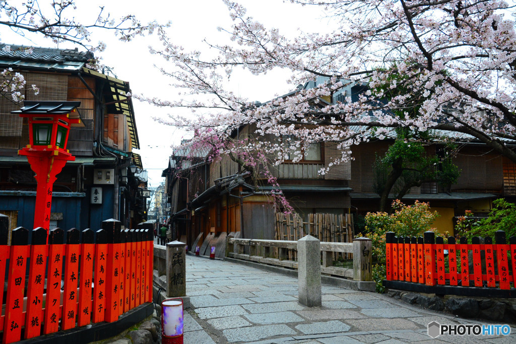 桜が咲いておす