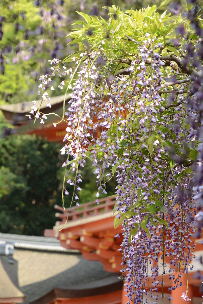 春日大社の藤棚から