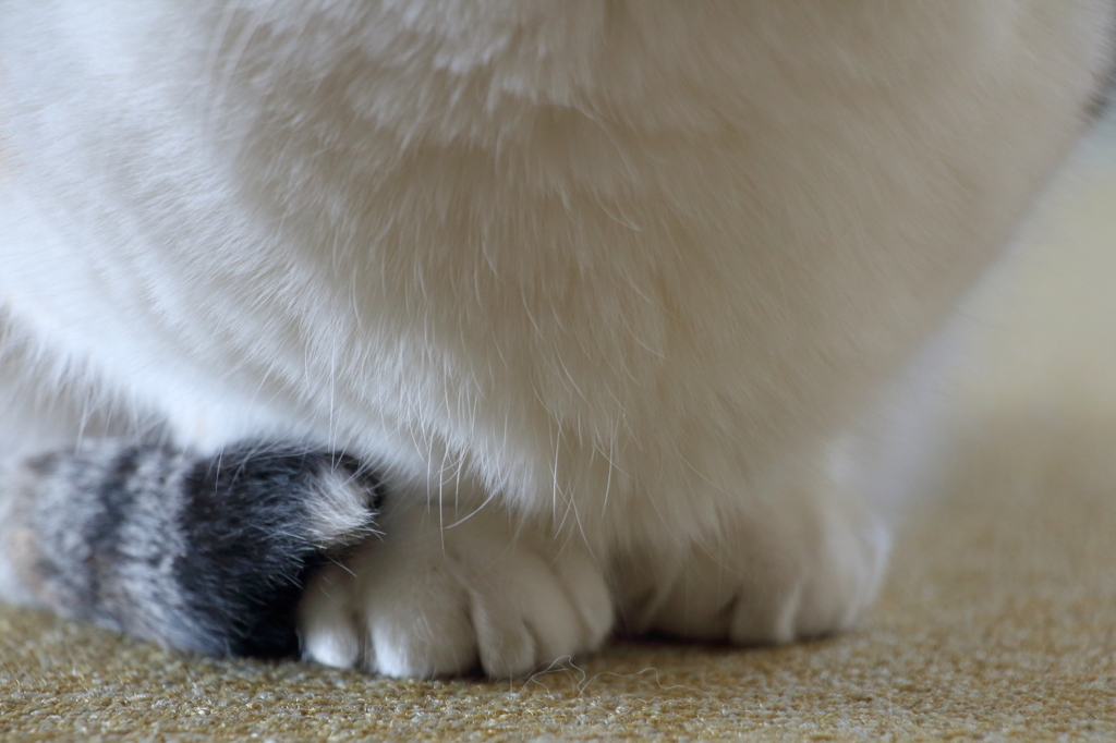 ネコの胸。