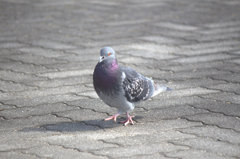 ガン飛ばす鳩。