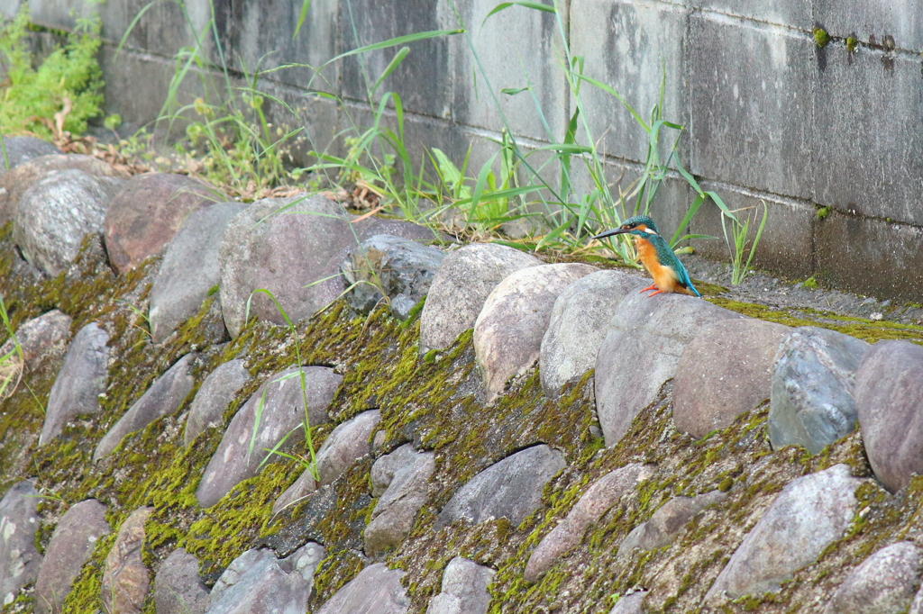自宅前のカワセミ。