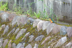 自宅前のカワセミ。