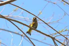 カワラヒワのガチョ・・・