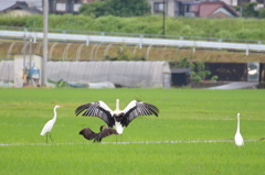 アニキー！！ついていきますぜーっ！！