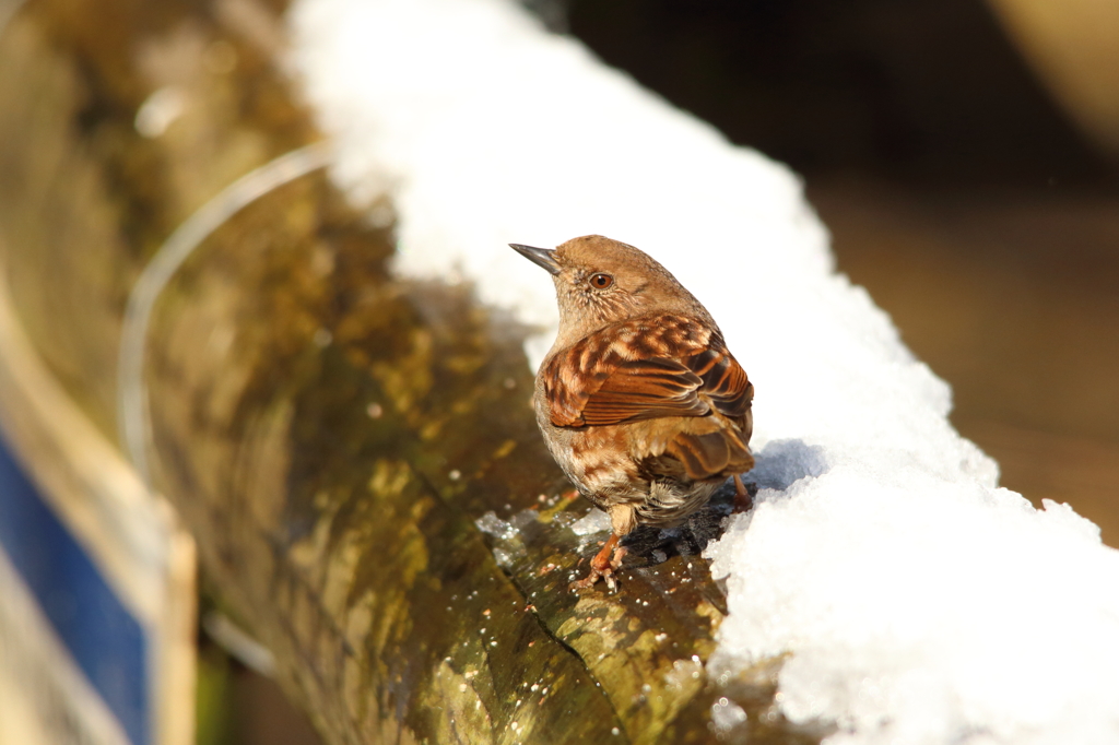 雪の上のカヤクグリ。