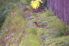 実家前のカワセミ　♀