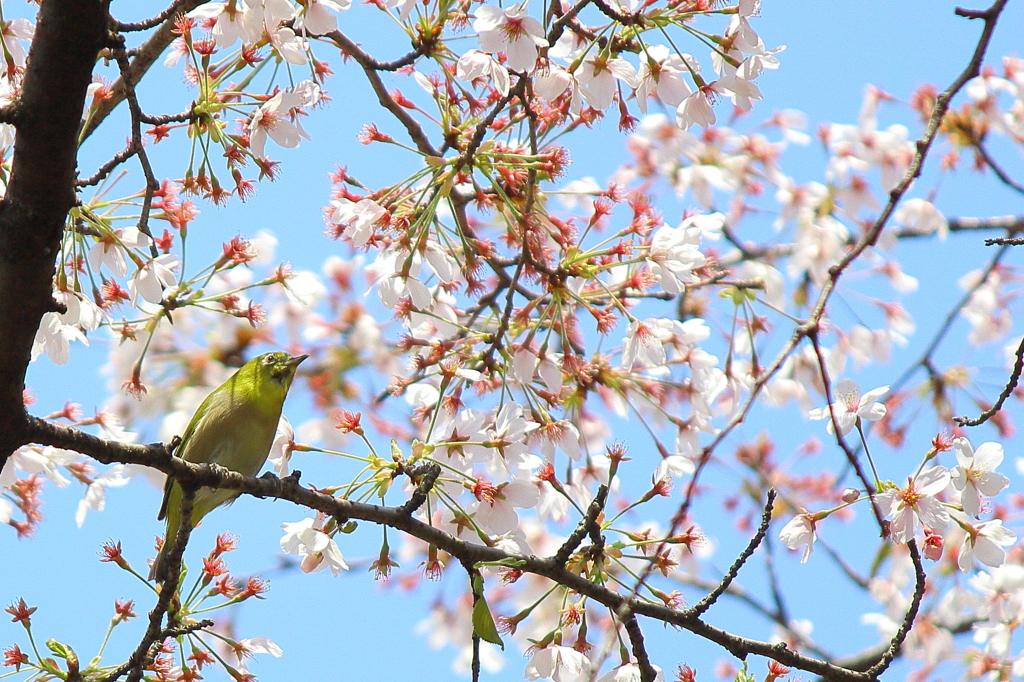 間に合ったサクジロー。（岐阜公園）