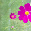 秋桜