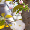 つぼみ