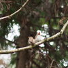 サンコウチョウ　ヒナ　ふぁふぁふぁ