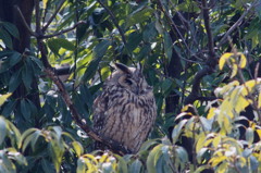 とある公園のトラフズク