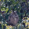 とある公園のトラフズク