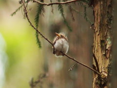 サンコウチョウ　ヒナ　ふぁふぁ
