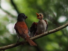 サンコウチョウ♀とヒナ