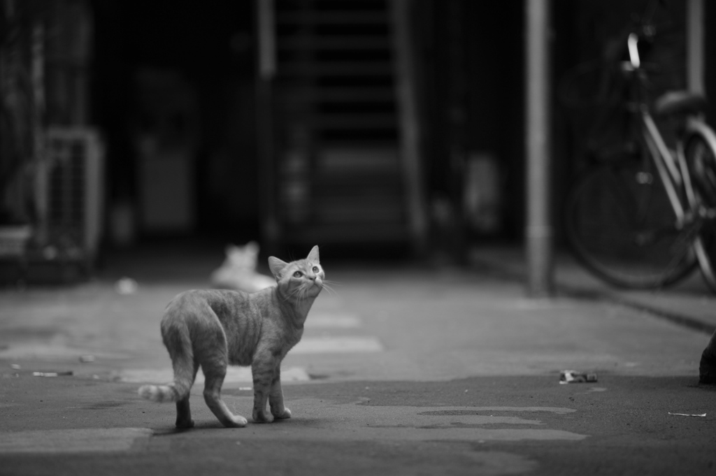 寂れた繁華街の猫