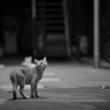 寂れた繁華街の猫