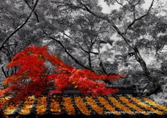 紅葉と強調
