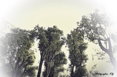 公園