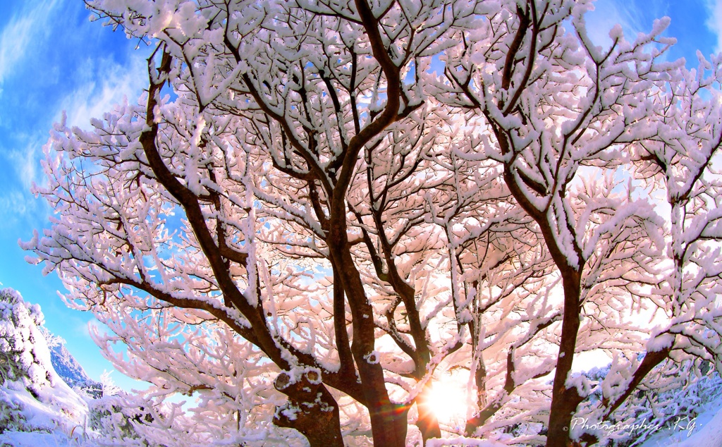 雪桜