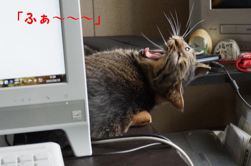 チビたん7-1