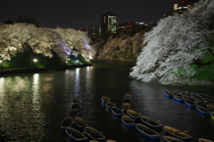 夜桜ナイト。