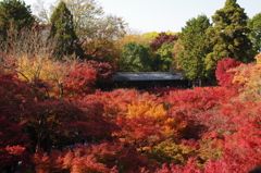 春より秋を、選んだお寺です :)