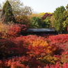 春より秋を、選んだお寺です :)