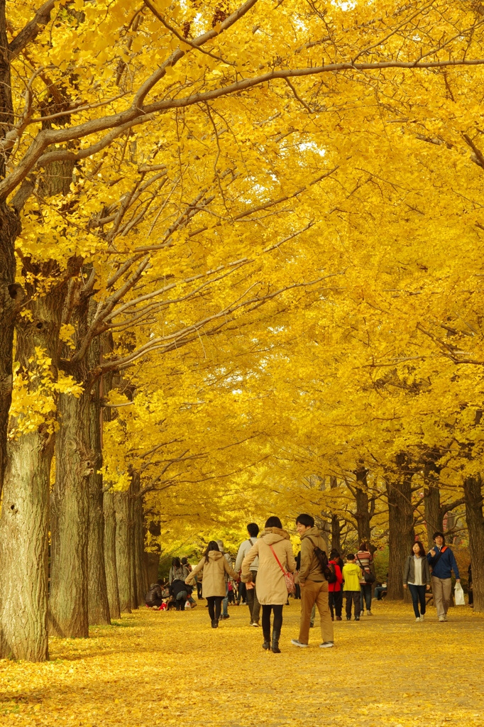 秋のトンネル :)