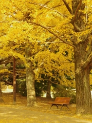 紅葉日和 :)