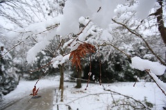 Icy leaf