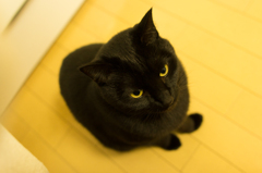 kuro neko