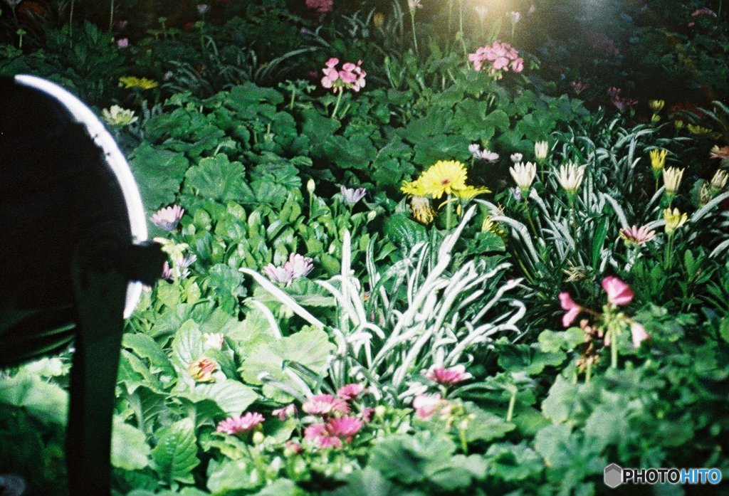 お花畑