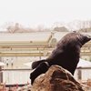 デカい