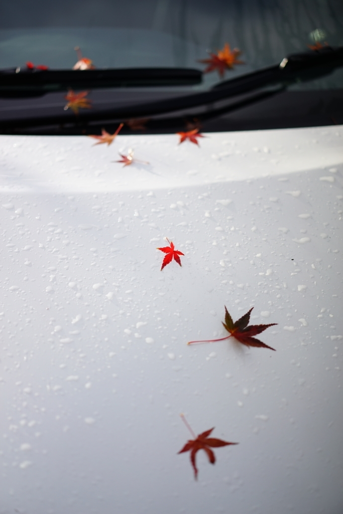 雨上がりの紅葉４ 