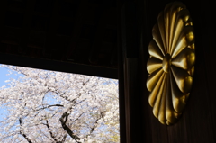 菊と桜