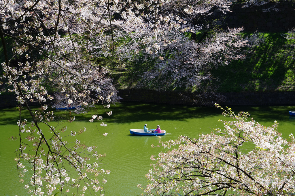 千鳥ヶ淵春爛漫３