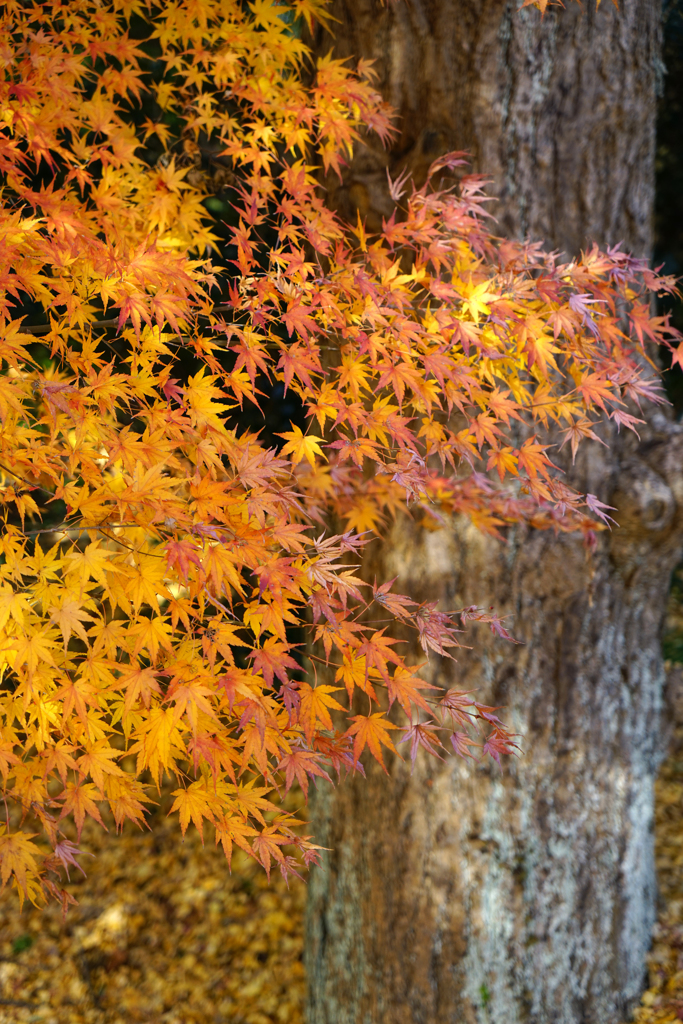 水戸城跡の紅葉２