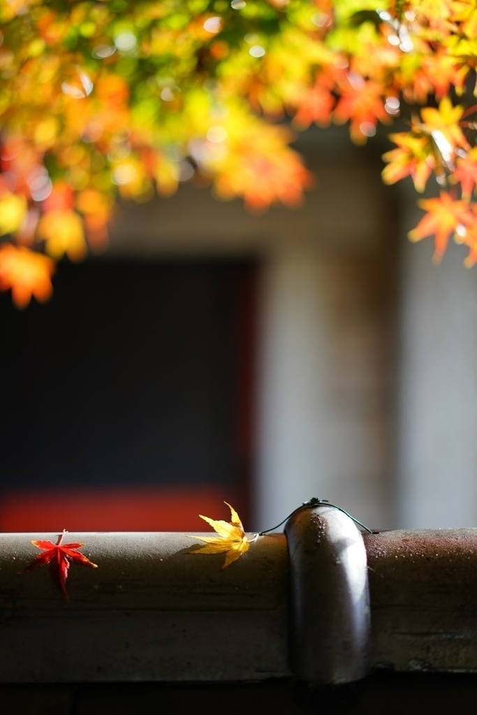 雨上がりの紅葉３