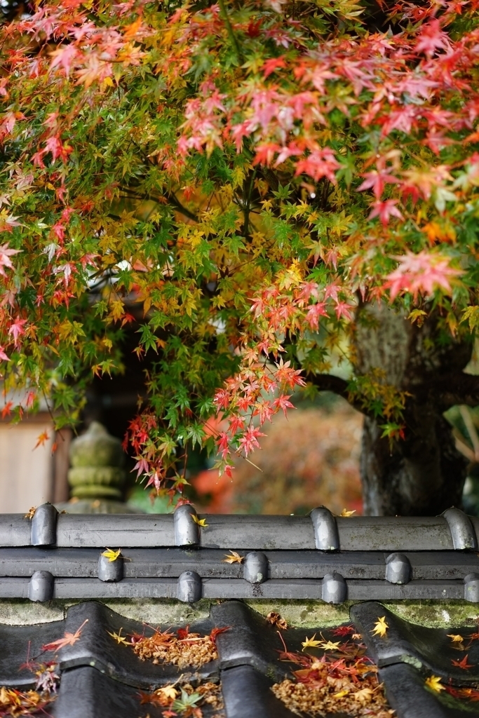 雨上がりの紅葉１