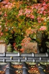 雨上がりの紅葉１