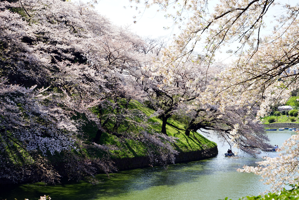 千鳥ヶ淵桜花爛漫１