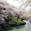 千鳥ヶ淵桜花爛漫１