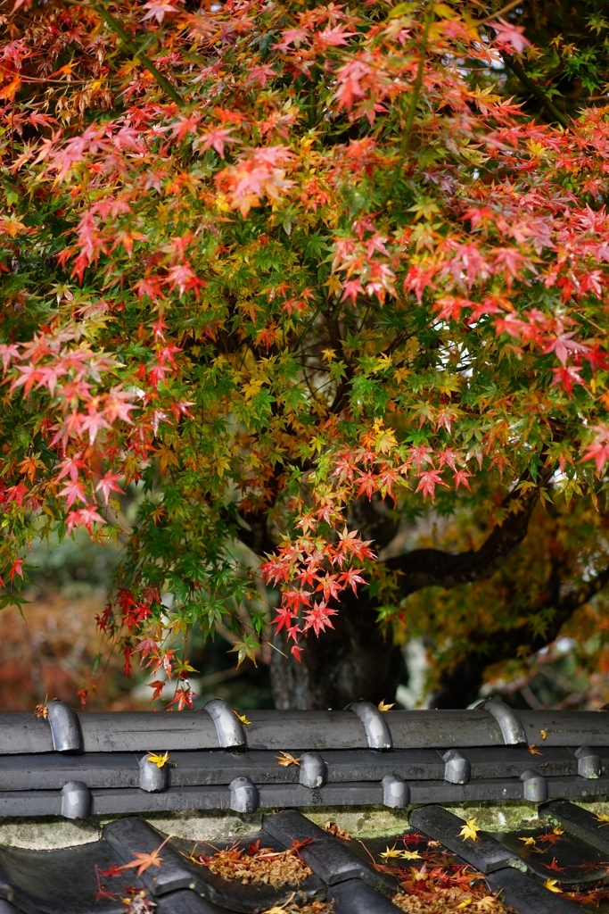 雨上がりの紅葉２
