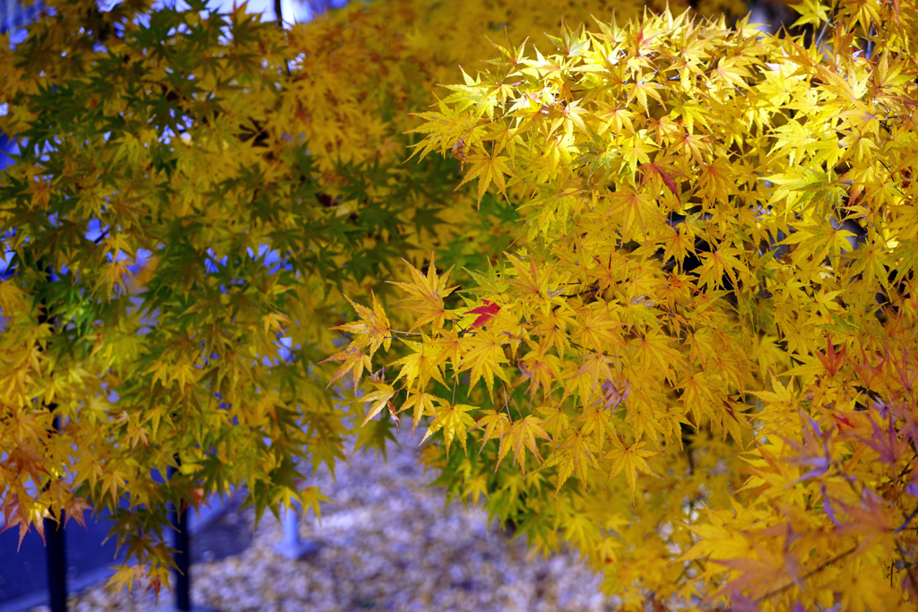 水戸城跡の紅葉１