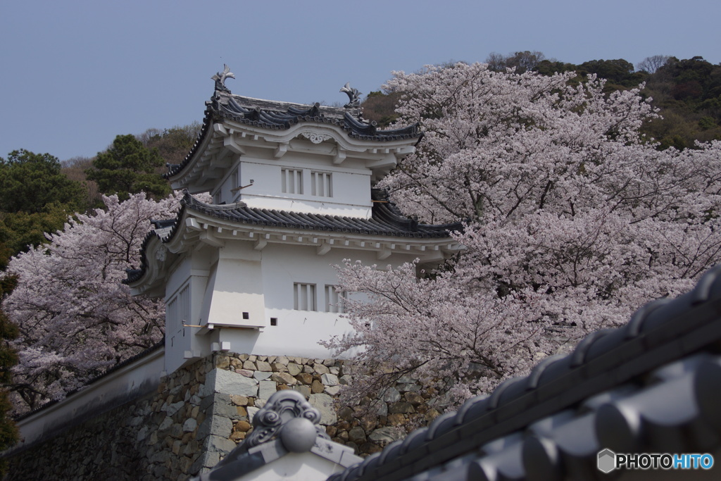 竜野城と満開の桜
