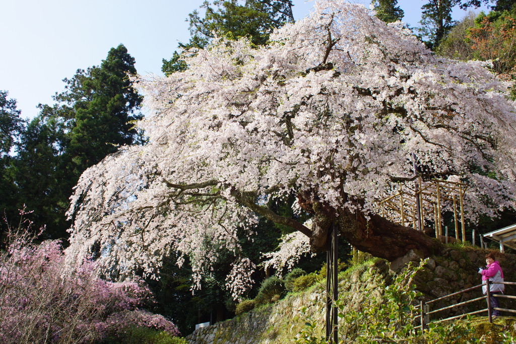 権現桜