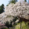 権現桜