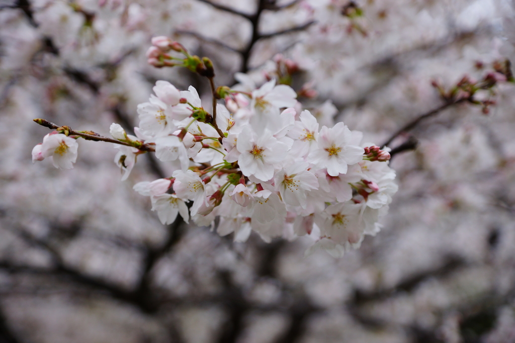 桜